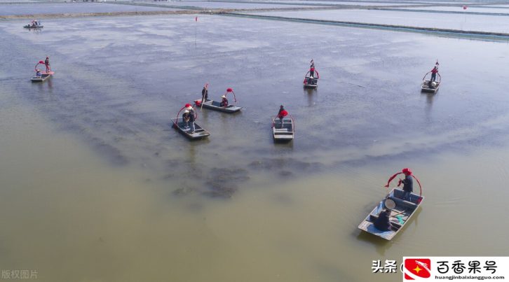 大规模养殖小龙虾为何往往效率低？其中原因，很多人可能不明白