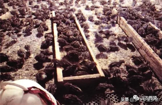 养殖鹌鹑会有哪些风险？这些方面吃亏的最多