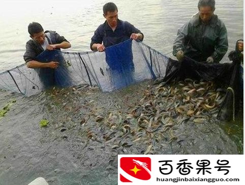 养殖泥鳅的利润、产量如何？养殖泥鳅需要什么条件，一文说清
