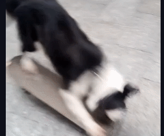 花了7000元训犬？回家3天就被咬