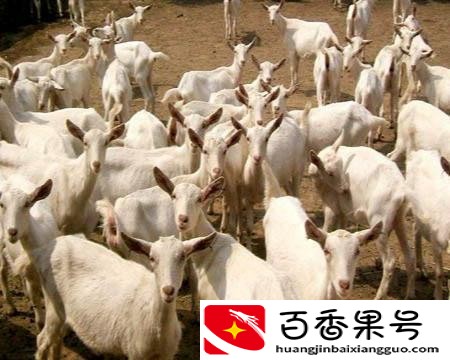 为什么都说养羊十个养羊九个亏