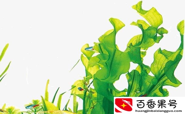 海带：不是植物，也不是动物 我可能只是一碟凉菜