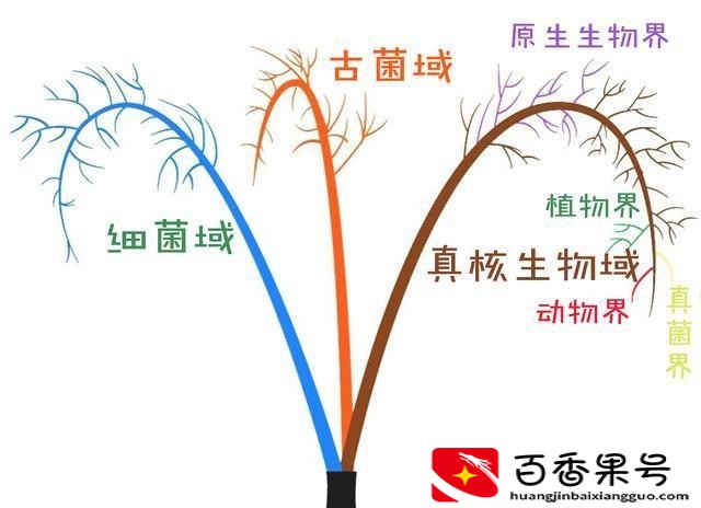 海带：不是植物，也不是动物 我可能只是一碟凉菜