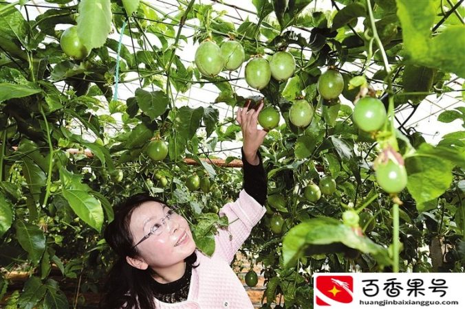 百香果怎么种？百香果的种植技术