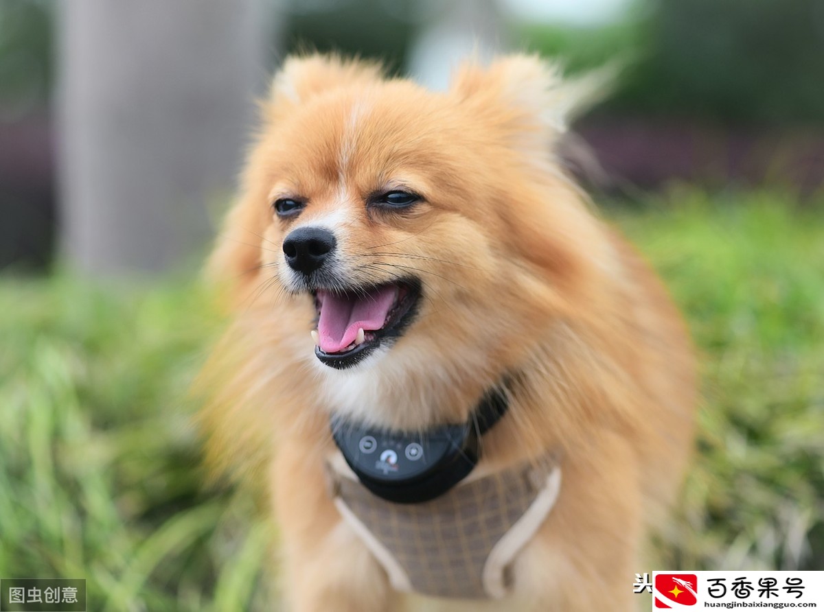 为什么幼犬需要接种三针一模一样的疫苗？请收下这份幼犬疫苗指南