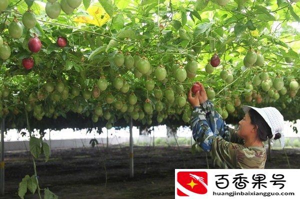 百香果怎么种？百香果的种植技术