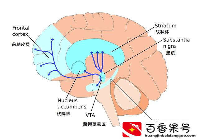 胆量真的由胆的大小决定？