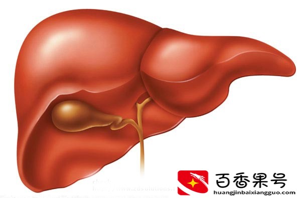胆量真的由胆的大小决定？