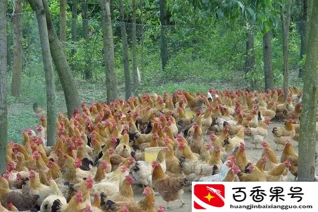 农村挣钱好项目