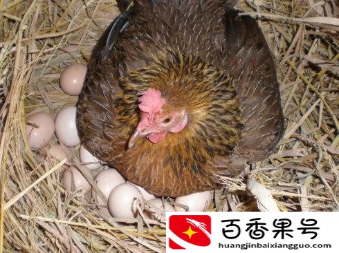 母鸡多长时间下蛋？