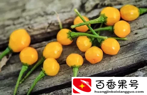 这是世界上最贵的辣椒！每公斤23万，想买还买不到