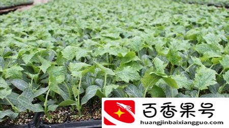 丝瓜种子一般几天发芽