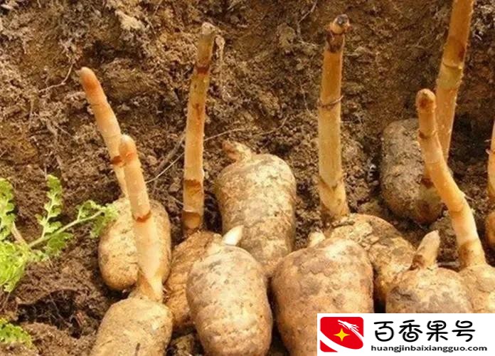 农村地大物广，种植什么比较赚钱