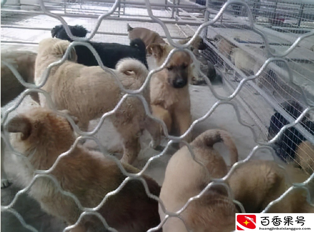 肉狗养殖挣钱吗？要做的话有哪些投入呢？
