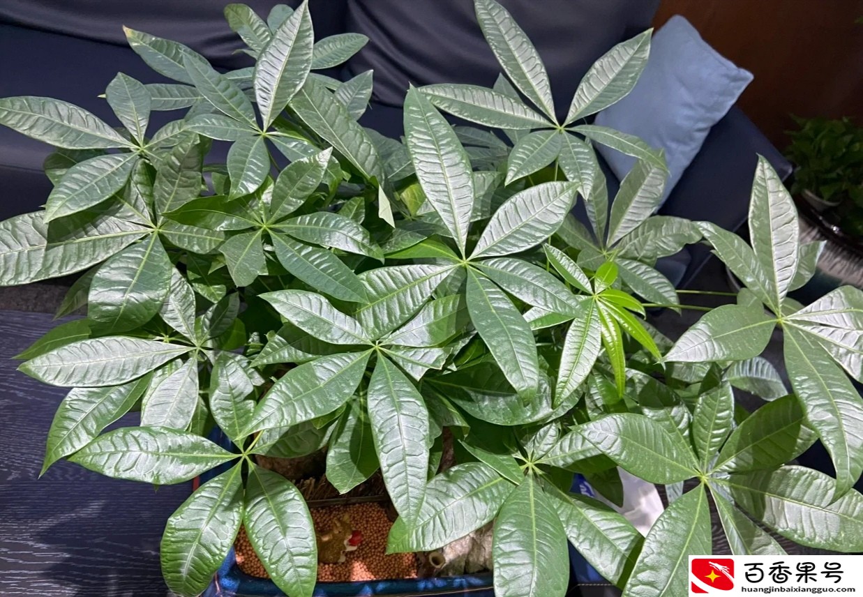 客厅最适合养大型绿植，这6种新型植物，好看好养护，养人养心