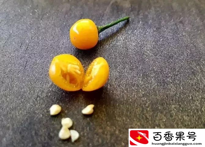 这是世界上最贵的辣椒！每公斤23万，想买还买不到