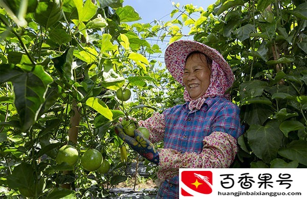 百香果怎么种？百香果的种植技术