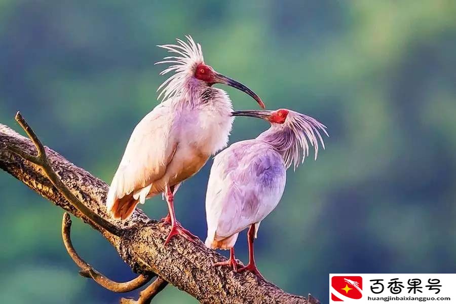 中国保护朱鹮有成效，日本本土朱鹮却消失？当年的日本人太贪婪了
