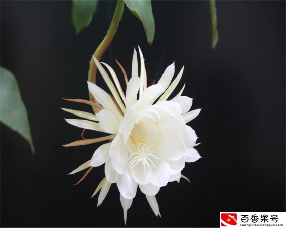 都说昙花一现，本文告诉你昙花一年能开几次，和昙花开花的时间