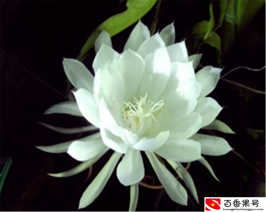 都说昙花一现，本文告诉你昙花一年能开几次，和昙花开花的时间