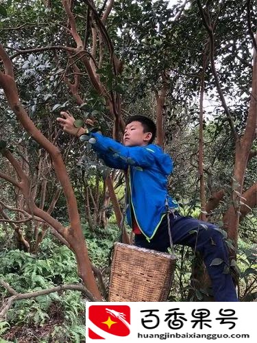 山茶油70元以上，为何现在采茶籽的人少了？山茶油还能坚持多久？