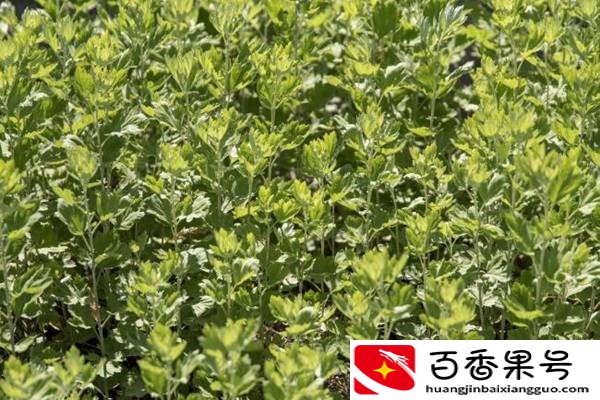 艾蒿有哪些功效？艾蒿和青蒿要如何区分？