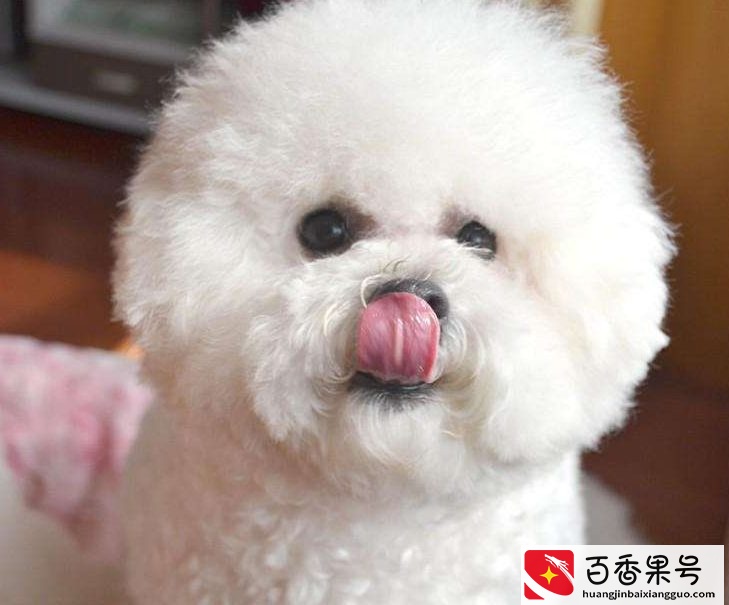 最适合新手养的8种狗，你最想养哪种？