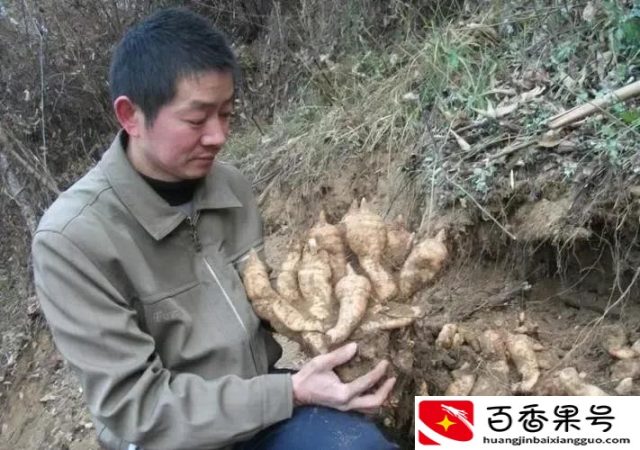 农村地大物广，种植什么比较赚钱