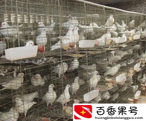 投资万元年入十万，这样的养殖项目有哪些？这里有答案