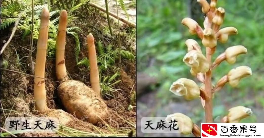 别再苦苦找药材种植项目了，这几种常见药材前景好，种植简单