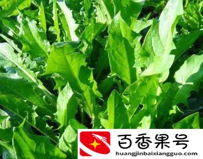 别再苦苦找药材种植项目了，这几种常见药材前景好，种植简单