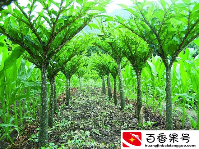 农村挣钱好项目