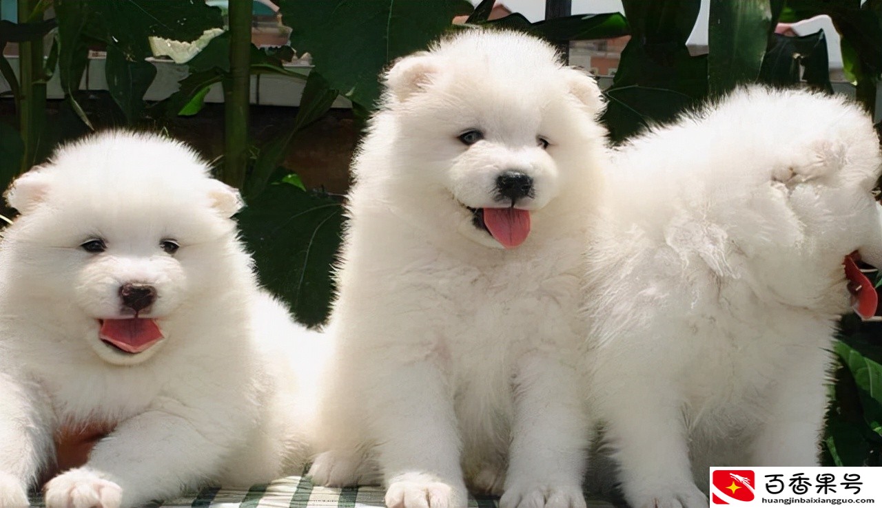 萨摩耶犬多少钱一只？