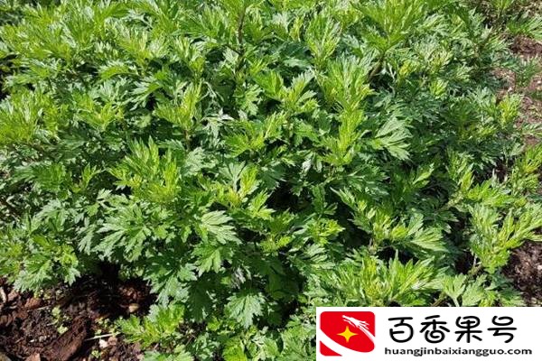 艾蒿有哪些功效？艾蒿和青蒿要如何区分？