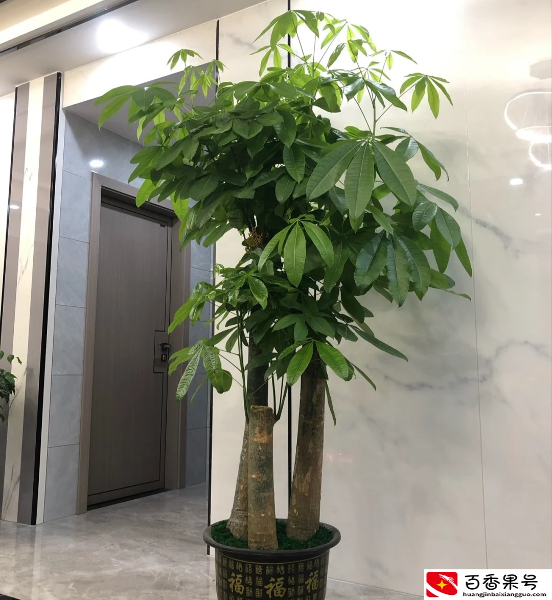 客厅最适合养大型绿植，这6种新型植物，好看好养护，养人养心