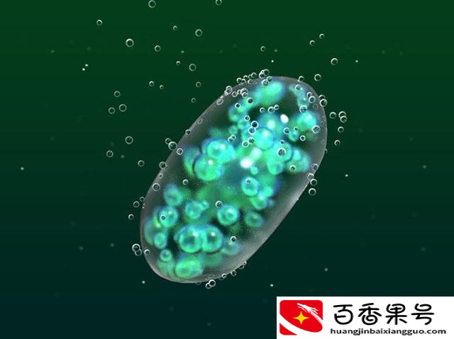 海带：不是植物，也不是动物 我可能只是一碟凉菜