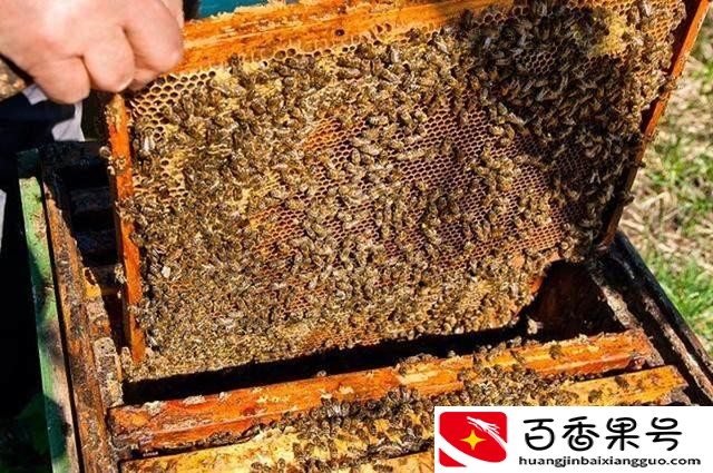 投资万元年入十万，这样的养殖项目有哪些？这里有答案