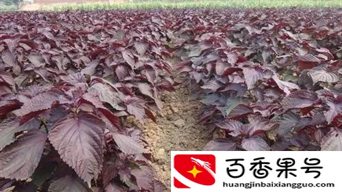别再苦苦找药材种植项目了，这几种常见药材前景好，种植简单