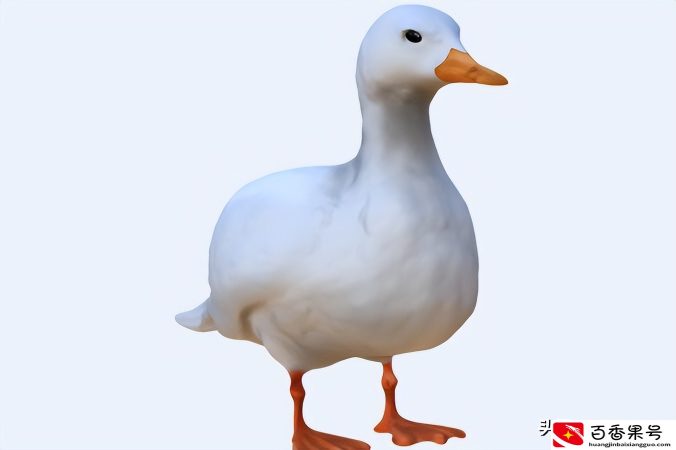 柯尔鸭多少钱一只2022？为什么这么贵？详解和普通鸭的区别