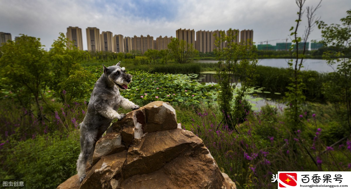 为什么幼犬需要接种三针一模一样的疫苗？请收下这份幼犬疫苗指南