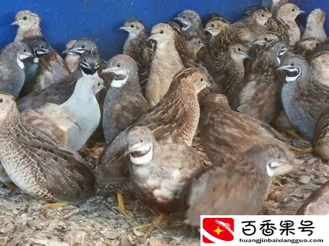 农村挣钱好项目