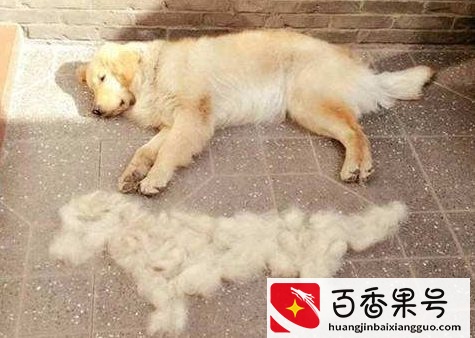 最适合新手养的8种狗，你最想养哪种？