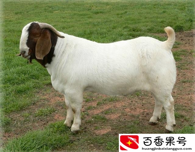为什么都说养羊十个养羊九个亏