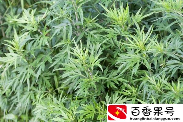 艾蒿有哪些功效？艾蒿和青蒿要如何区分？