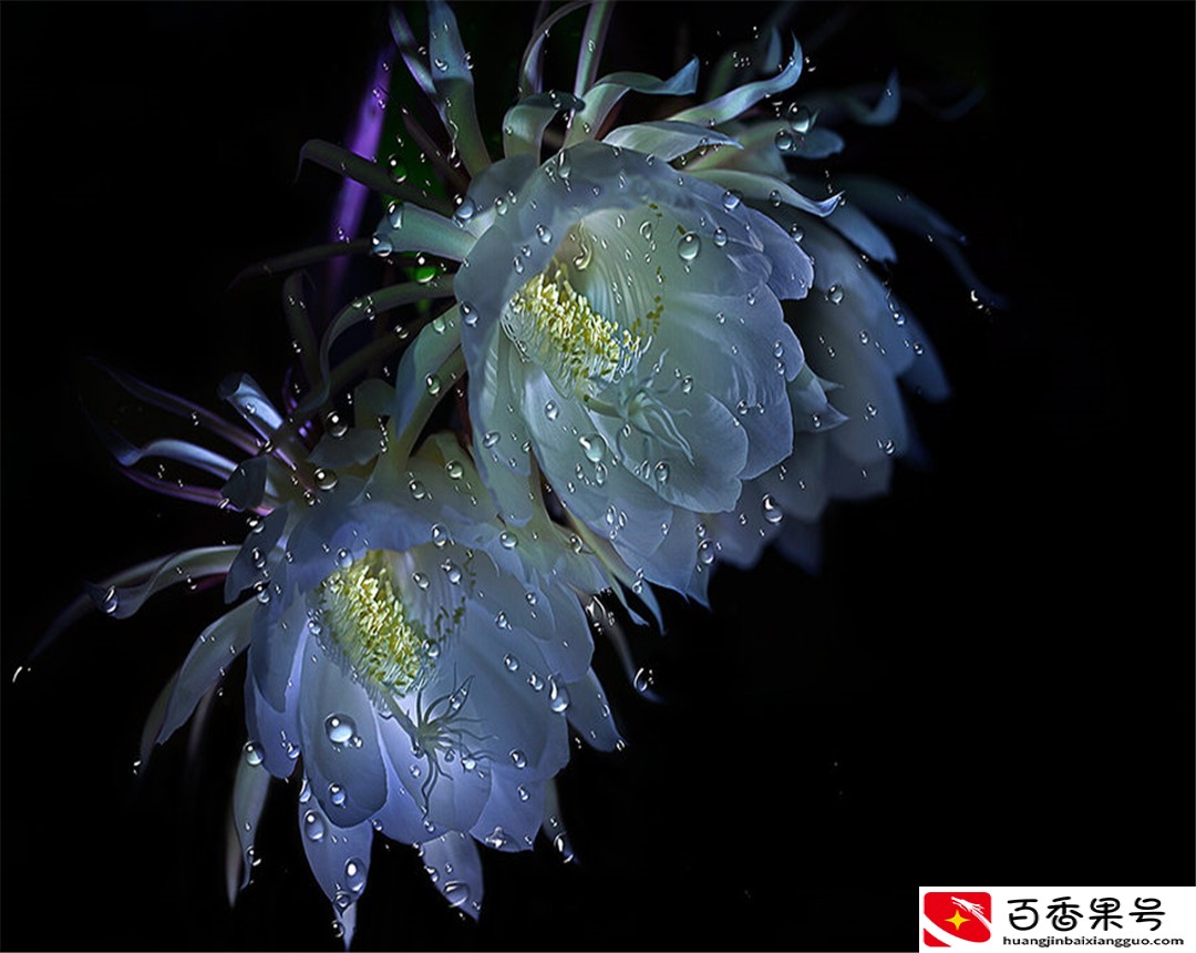 都说昙花一现，本文告诉你昙花一年能开几次，和昙花开花的时间
