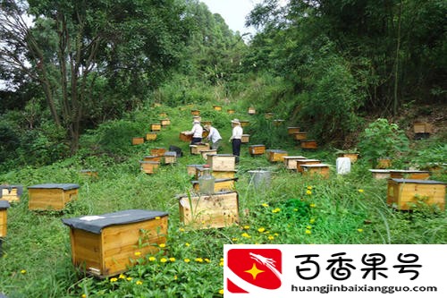 投资万元年入十万，这样的养殖项目有哪些？这里有答案