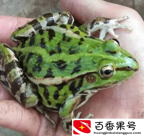 养殖黑斑蛙，发家致富很简单，附带养殖技术