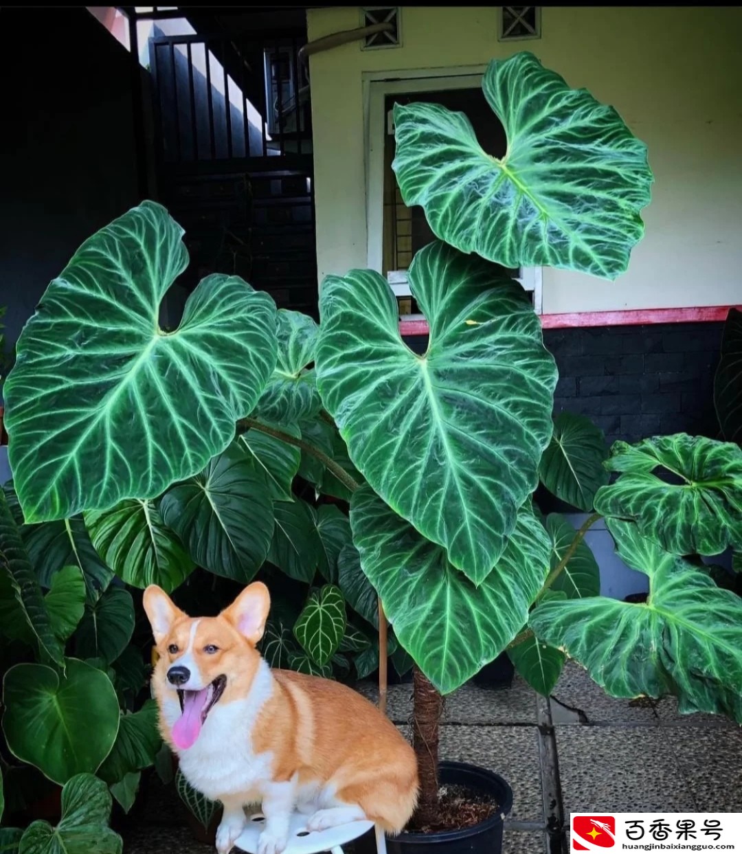 客厅最适合养大型绿植，这6种新型植物，好看好养护，养人养心