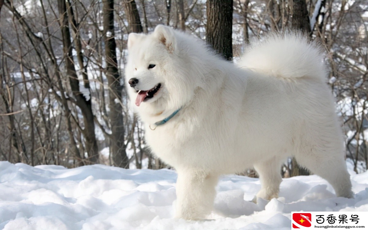 萨摩耶犬多少钱一只？