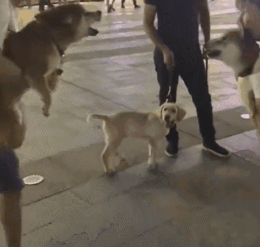 花了7000元训犬？回家3天就被咬